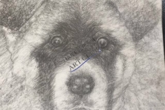 Mya the Akita Dog 2 by John Young (2020)