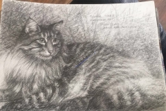 Silver Tabby by John Young