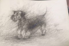 Czesky the Terrier by John Young