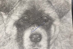 Mya the Akita Dog2 by John Young