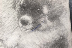 Mya the Akita Dog by John Young